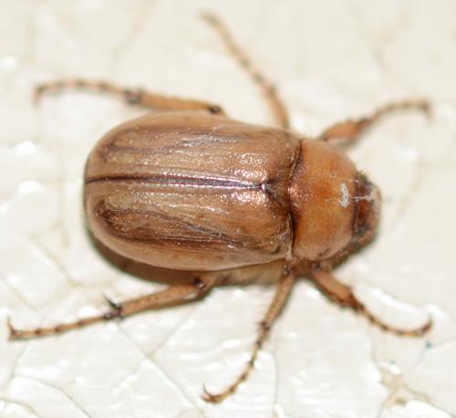 Rhizotrogus marginipes